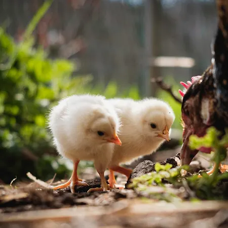 Gut Neuwerk בית נופש