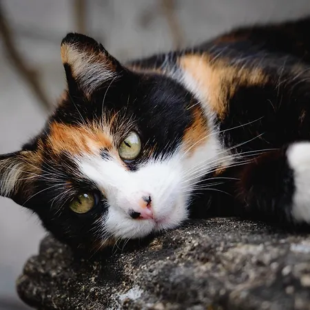 Gut Neuwerk בית נופש *