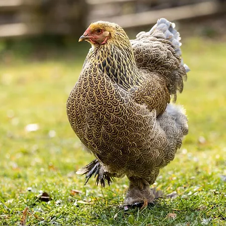 Gut Neuwerk בית נופש *