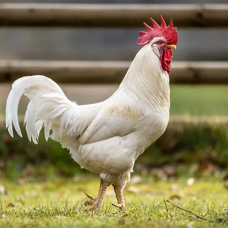 בית נופש Gut Neuwerk Kall