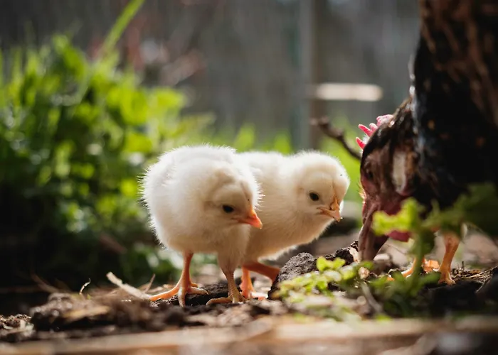 Gut Neuwerk Feriehus