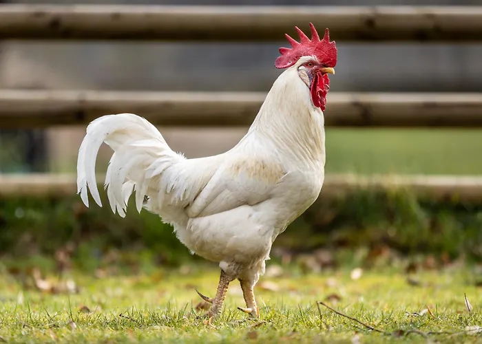 Feriehus Gut Neuwerk Kall